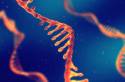 RNA: «Αθάνατα» μόρια ανακαλύφθηκαν στον εγκέφαλο