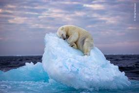 Μια πολική αρκούδα κοιμάται σε ένα κρεβάτι από πάγο – Η εικόνα που κέρδισε το βραβείο στο Wildlife Photographer of the Year